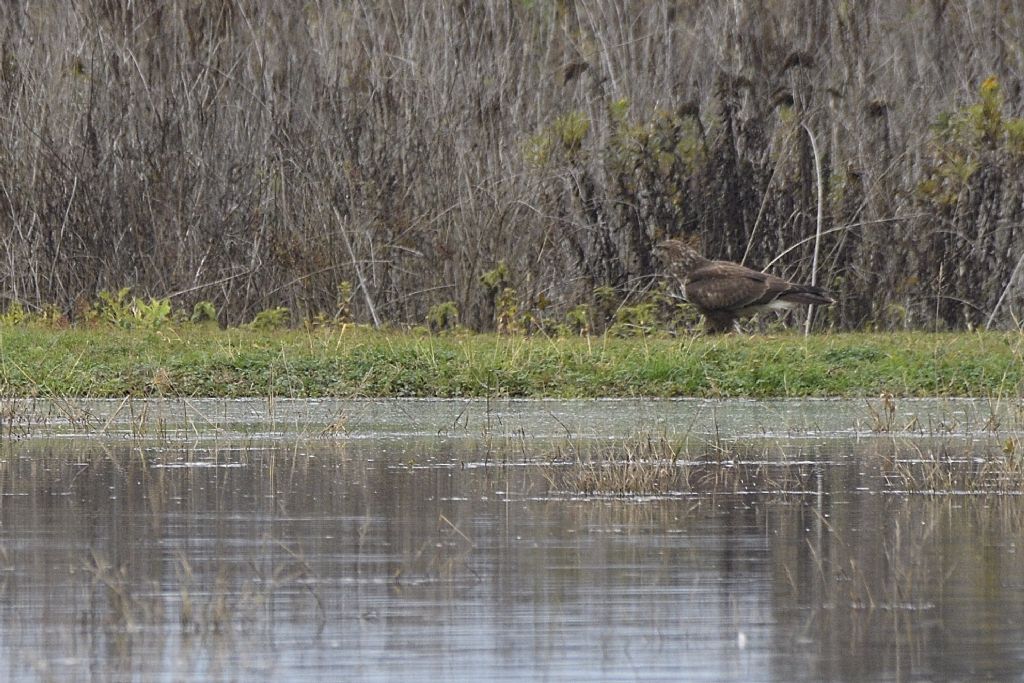 Poiane, Buteo buteo