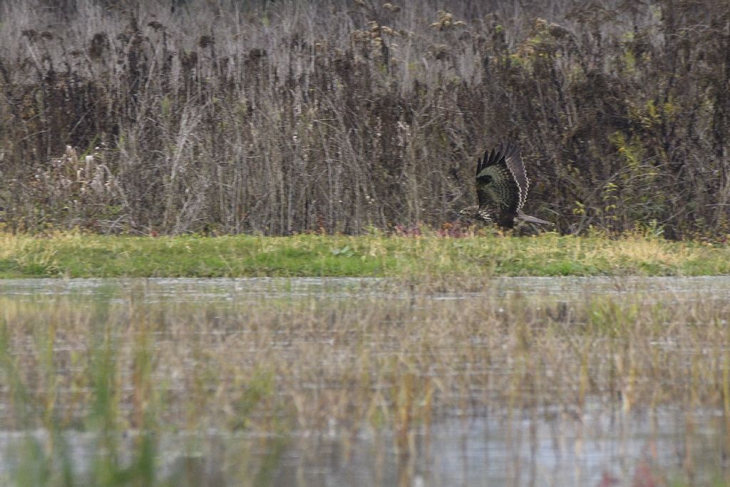 Poiane, Buteo buteo