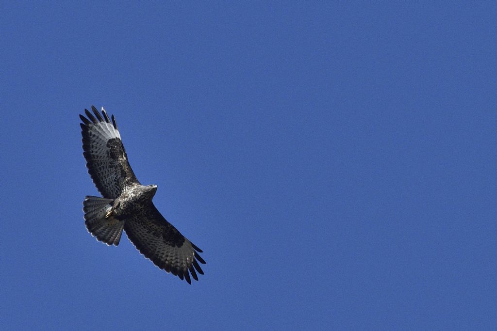 Poiane, Buteo buteo