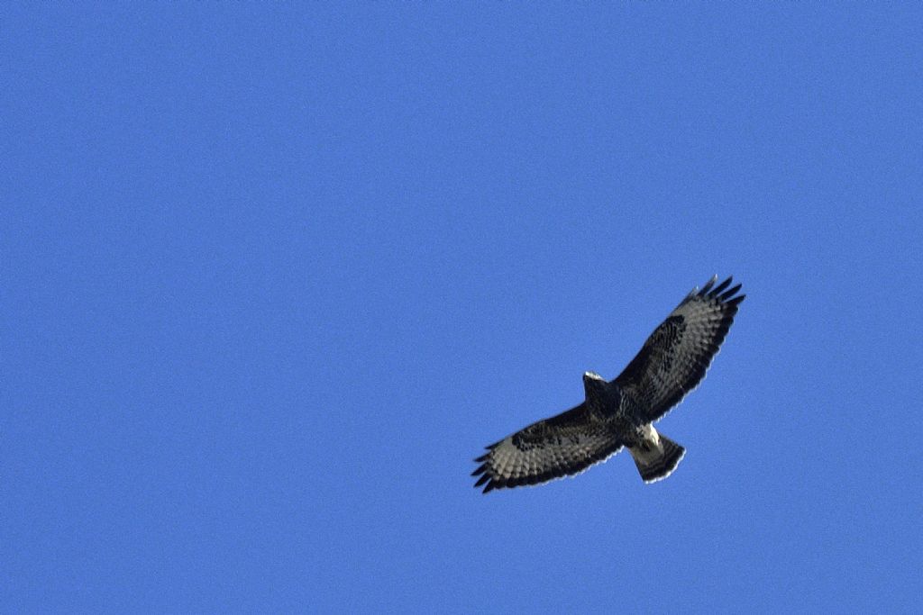 Poiane, Buteo buteo