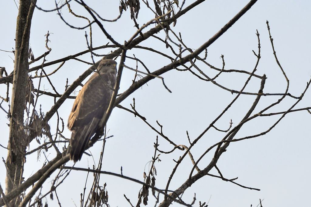 Poiane, Buteo buteo