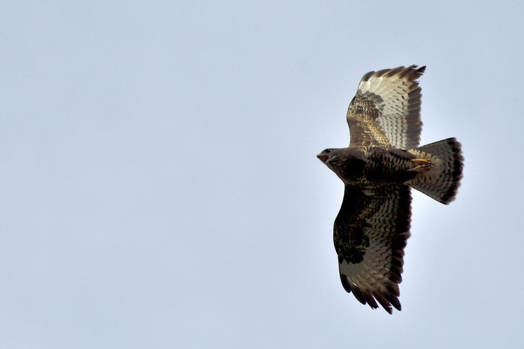 Falco pecchiaiolo , Pernis apivorus