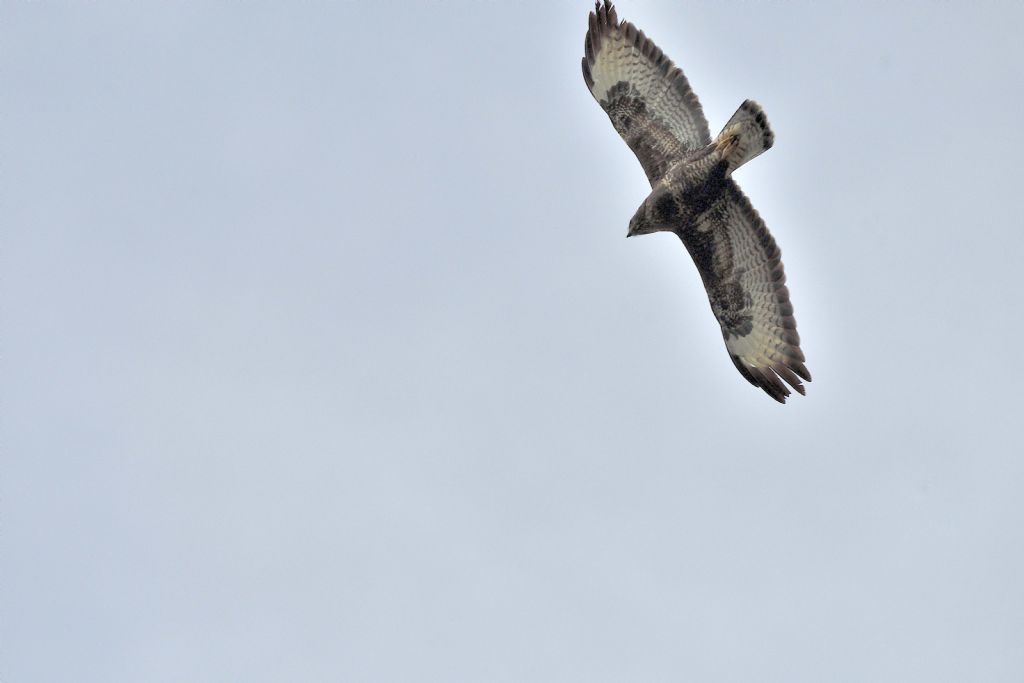 Falco pecchiaiolo , Pernis apivorus