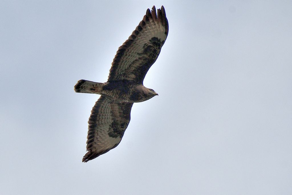 Falco pecchiaiolo , Pernis apivorus