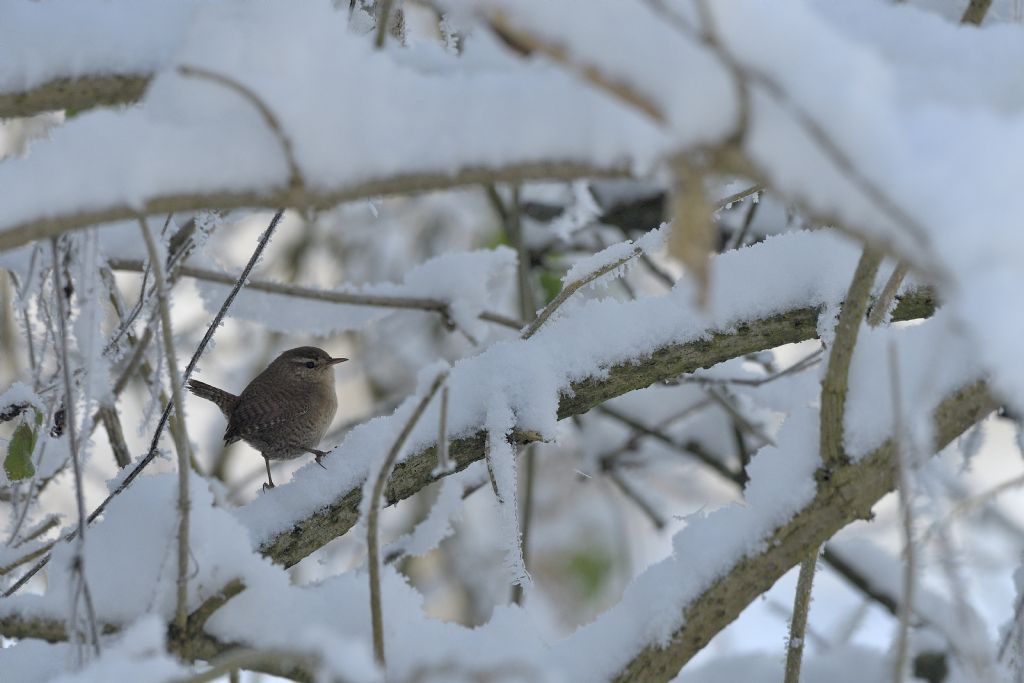Scricciolo sulla neve