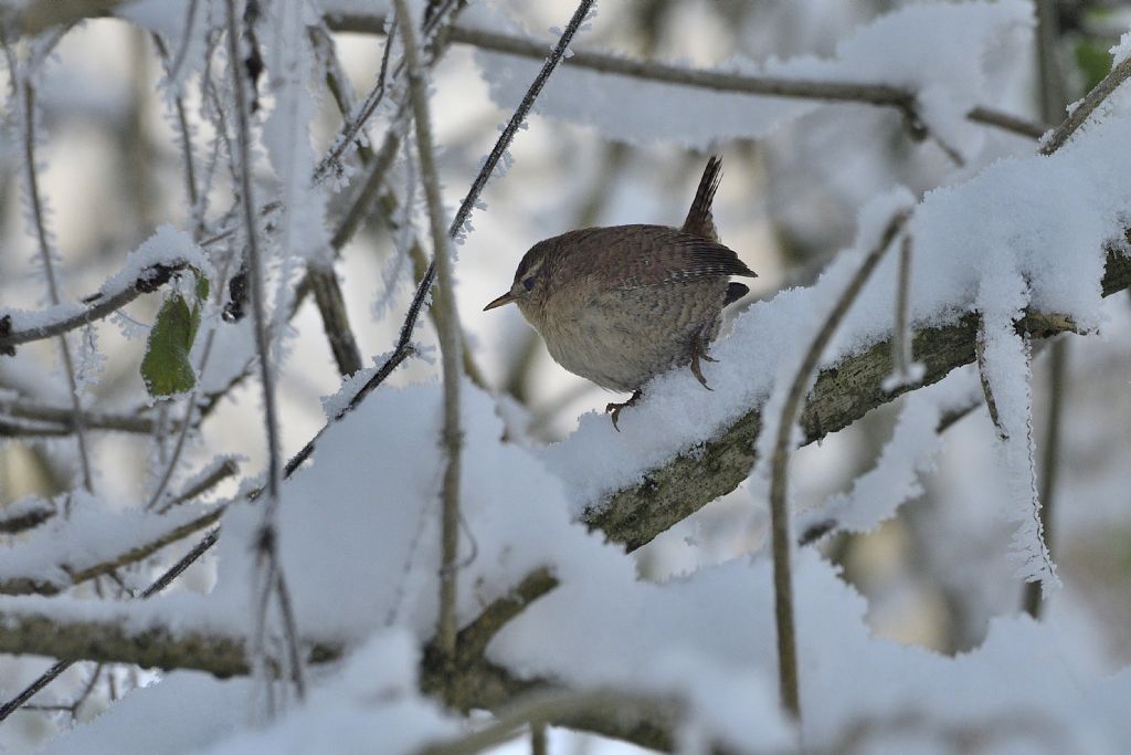 Scricciolo sulla neve