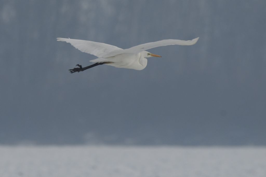 Airone bianco