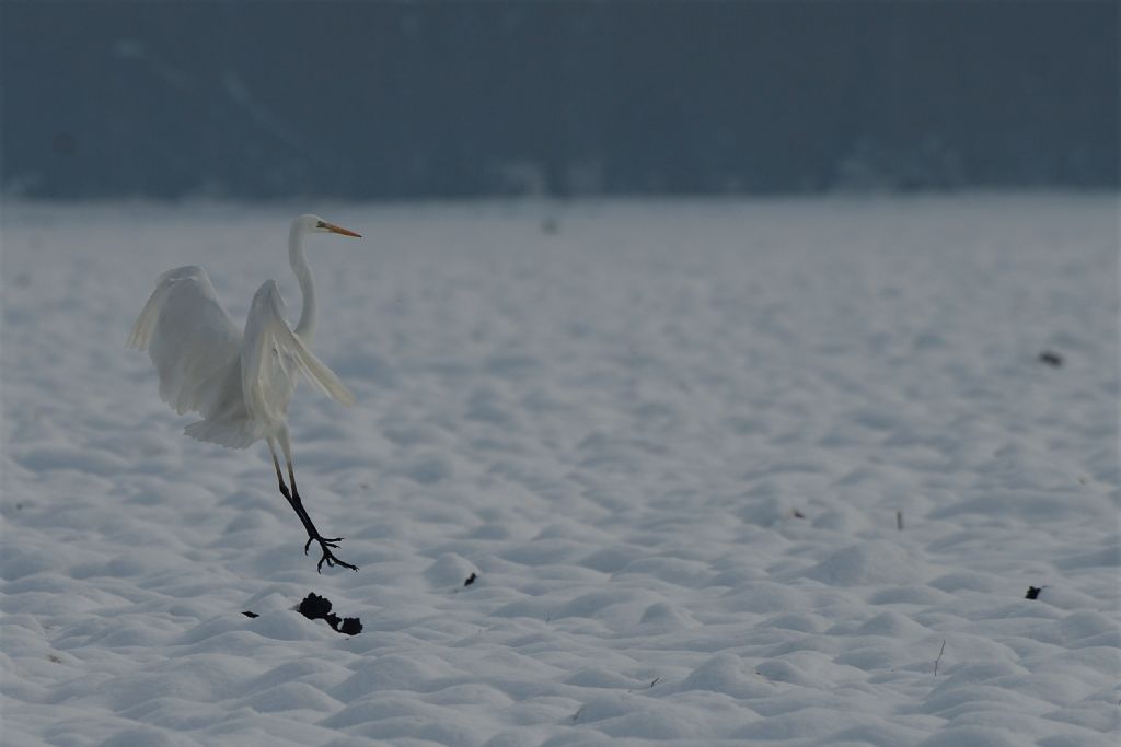 Airone bianco