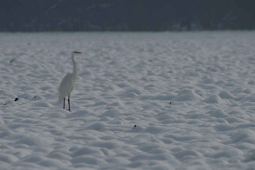 Airone bianco