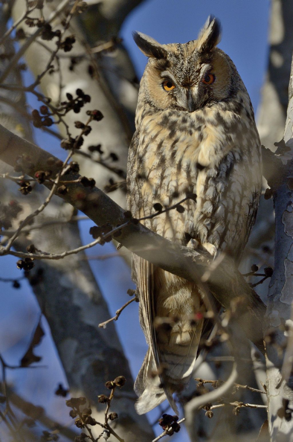 Asio otus in roost