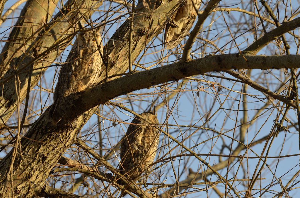 Asio otus in roost