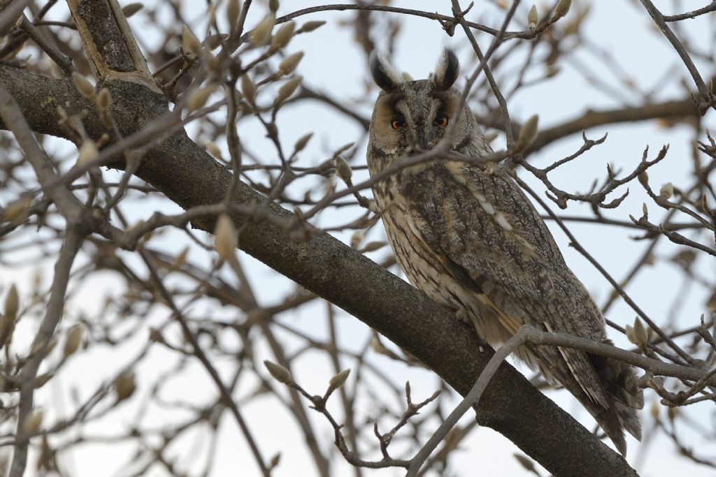 Asio otus in roost