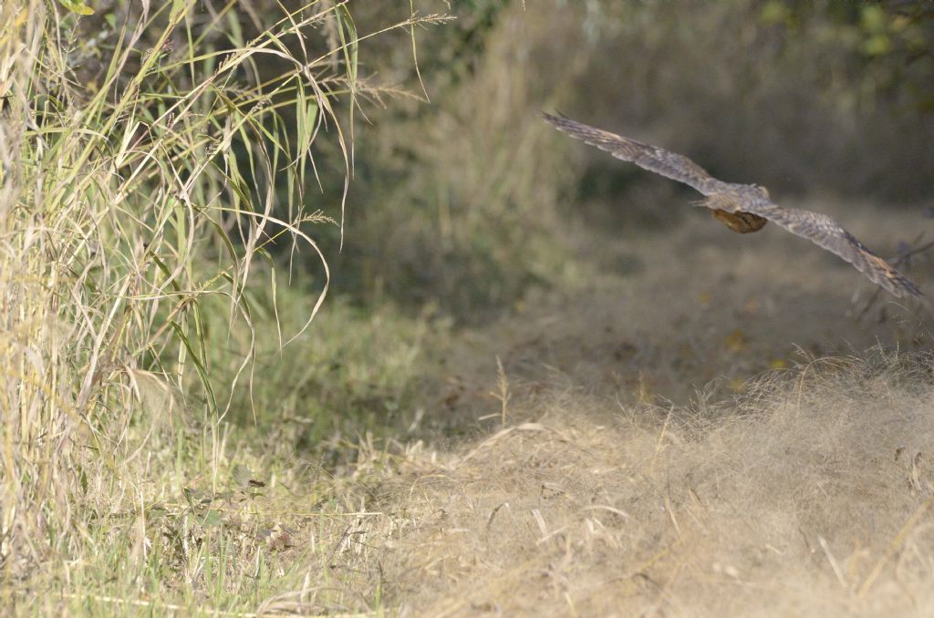 Asio otus in roost