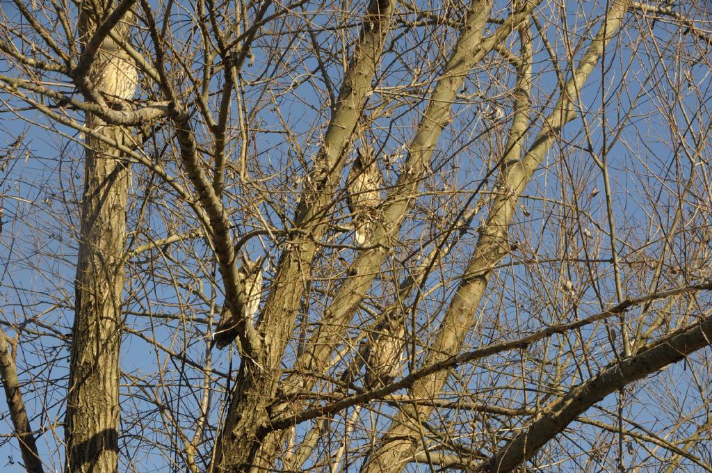 Asio otus in roost