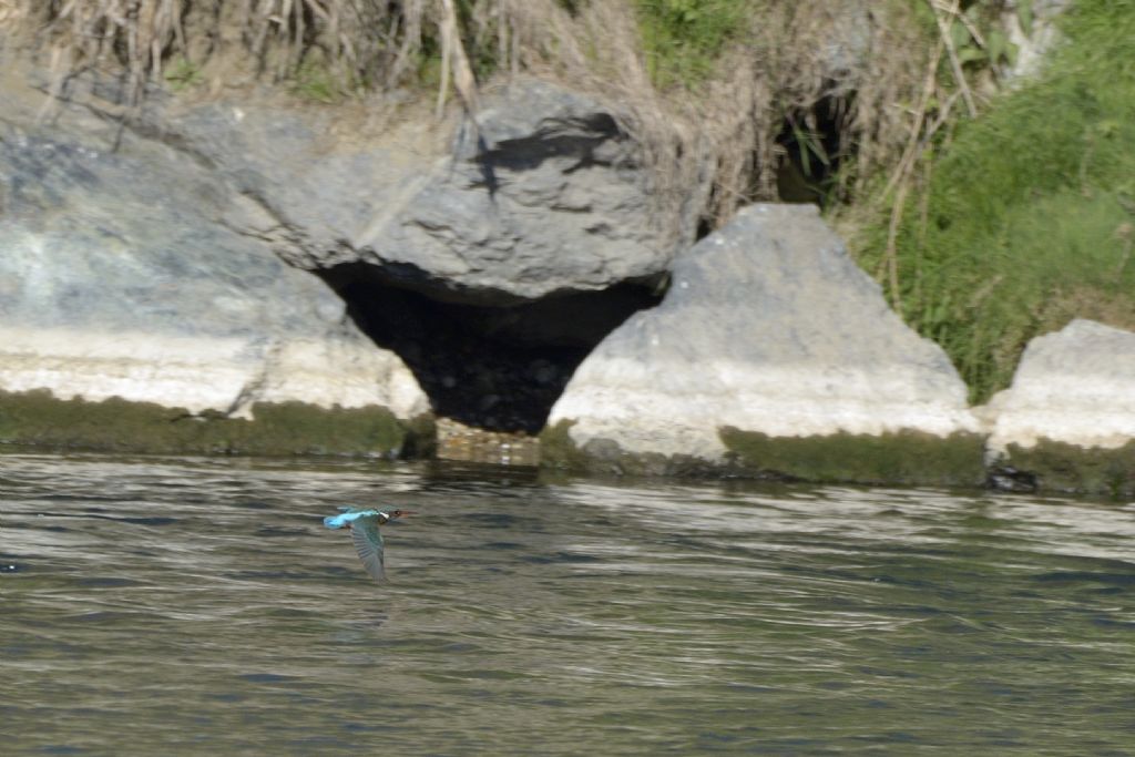 Martin pescatore in volo
