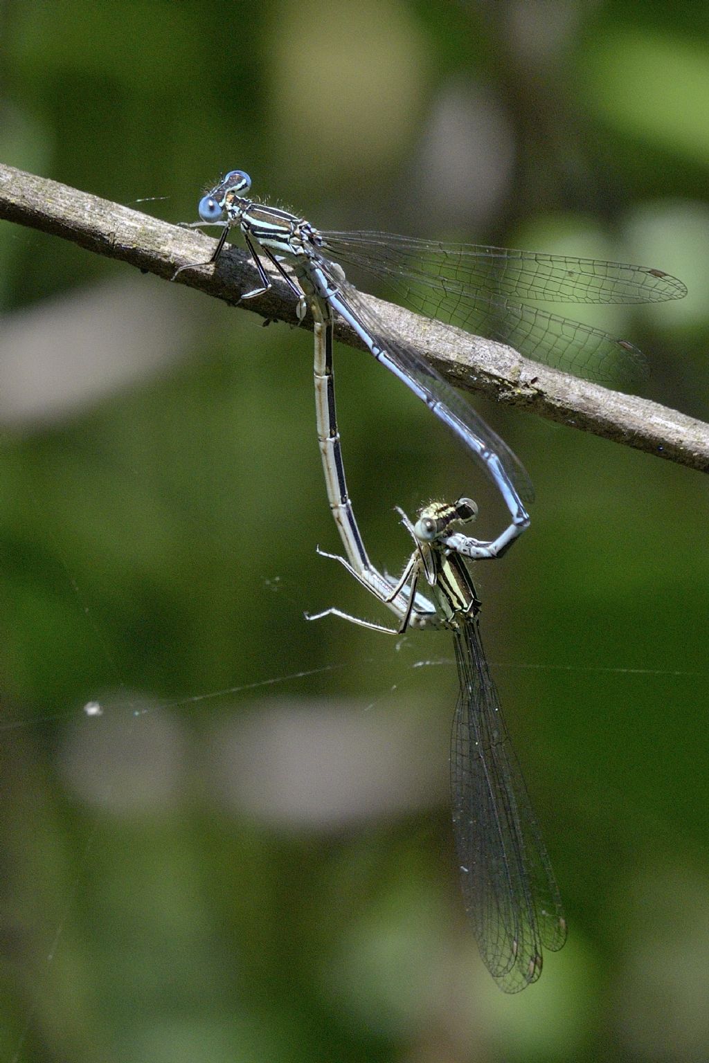 Accoppiamento di  Erythromma lindenii ?  No, di Platycnemis pennipes
