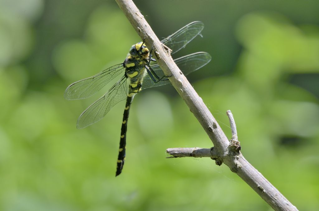 Cordulegaster boltonii m.