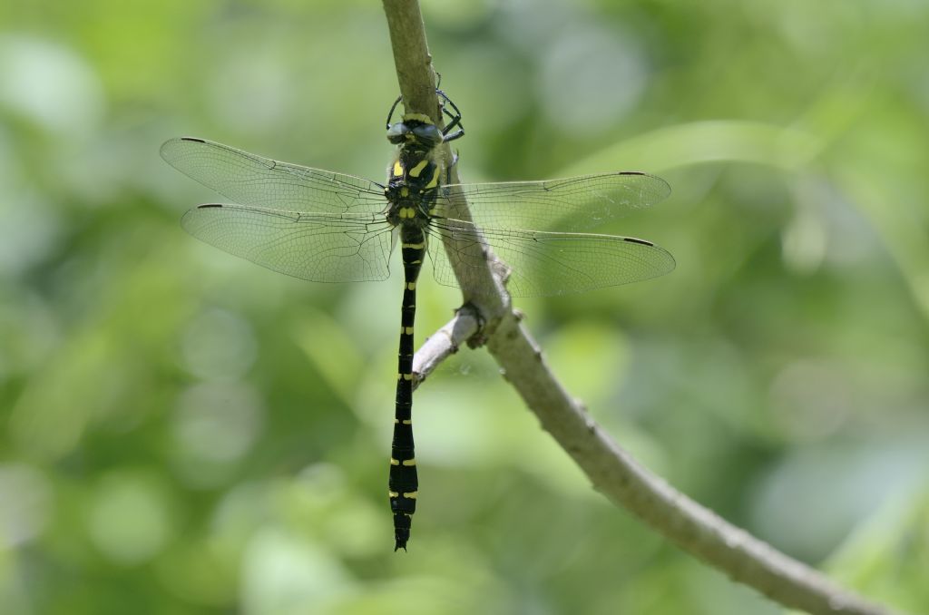 Cordulegaster boltonii m.