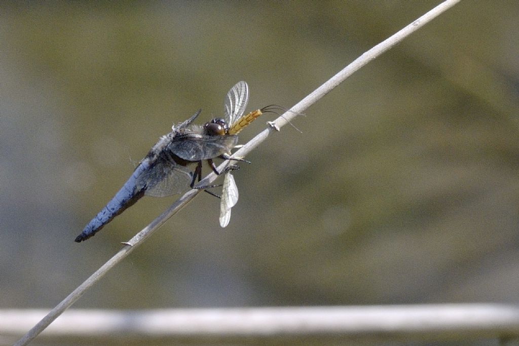 Libellula depressa con preda