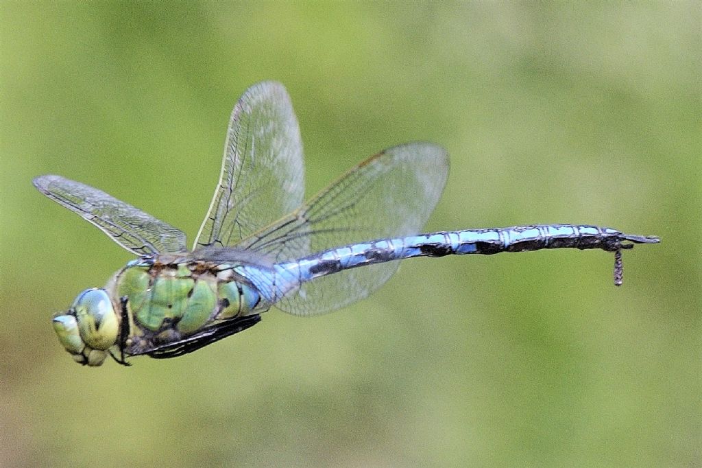 Anax imperator in volo