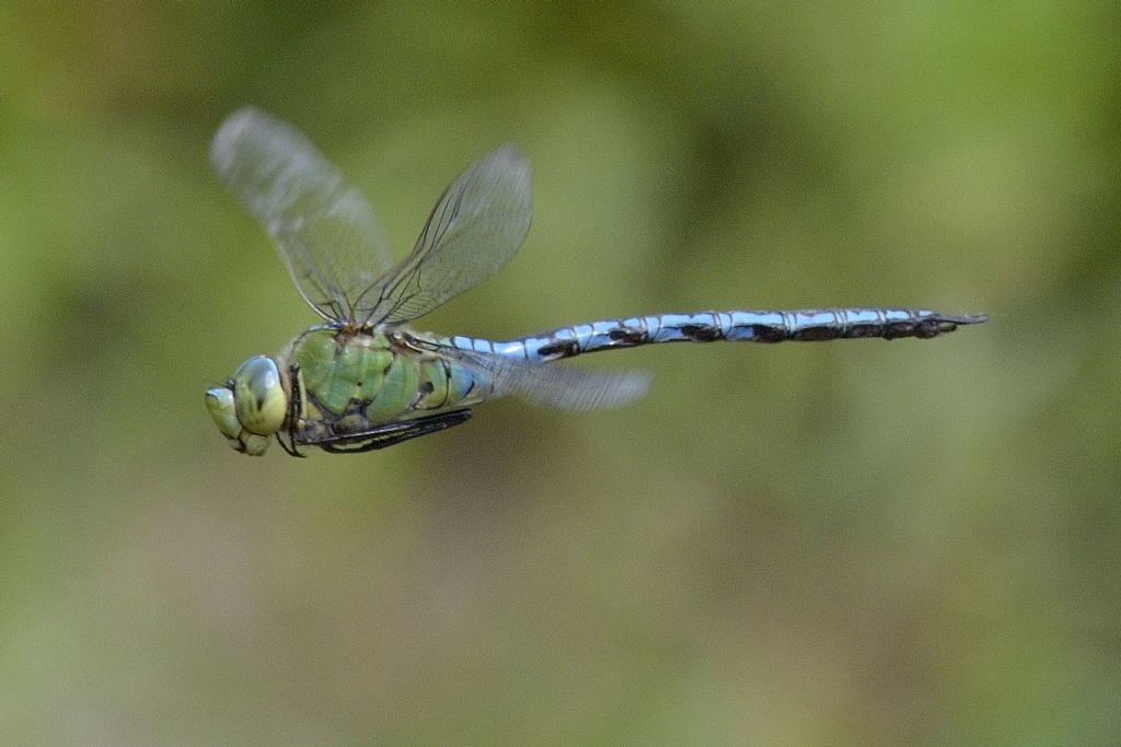 Anax imperator in volo