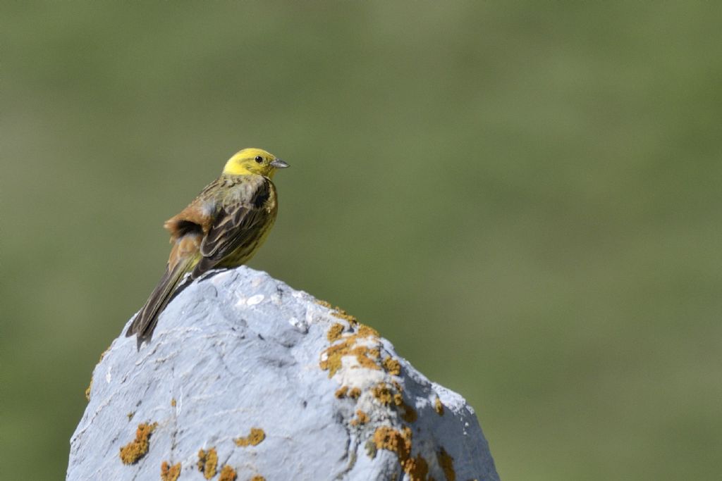 Zigolo giallo
