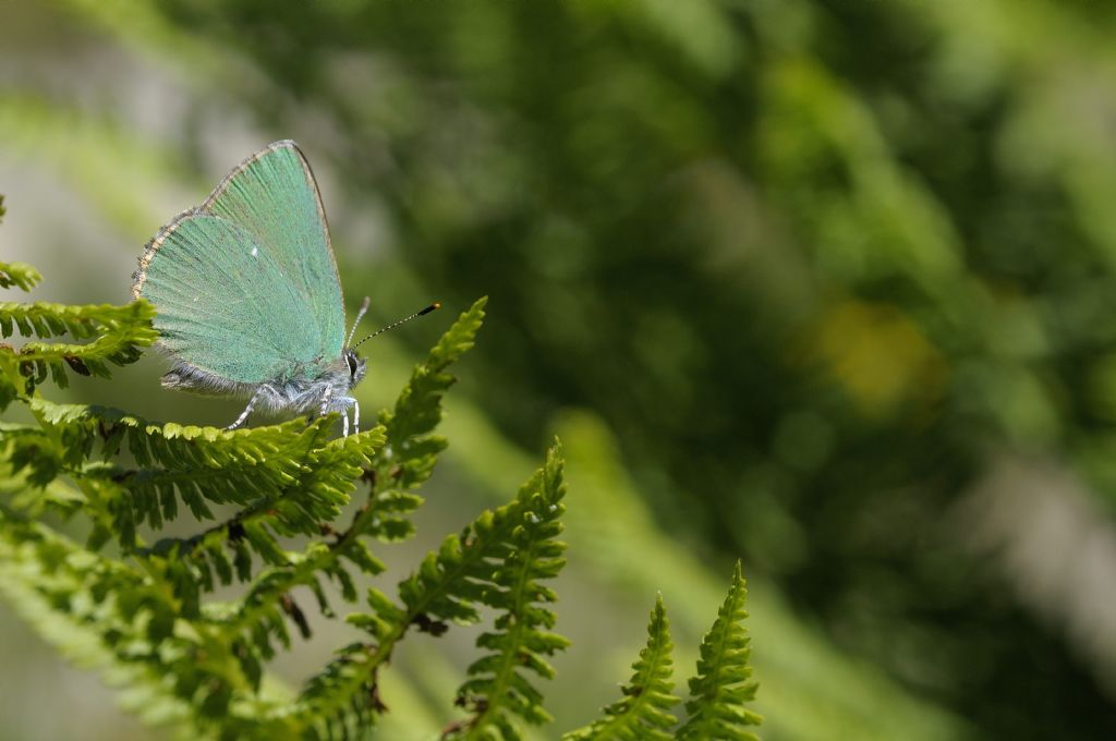 Callophrys rubi ?  S