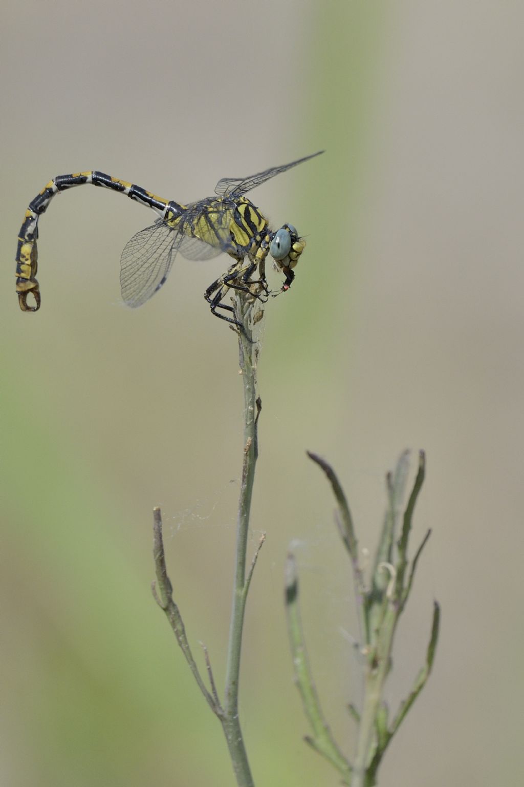 Onychogomphus forcipatus unguiculatus con preda