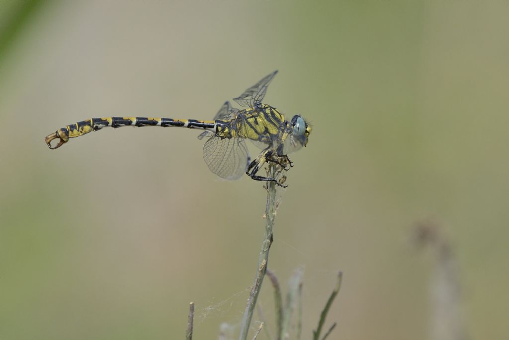 Onychogomphus forcipatus unguiculatus con preda