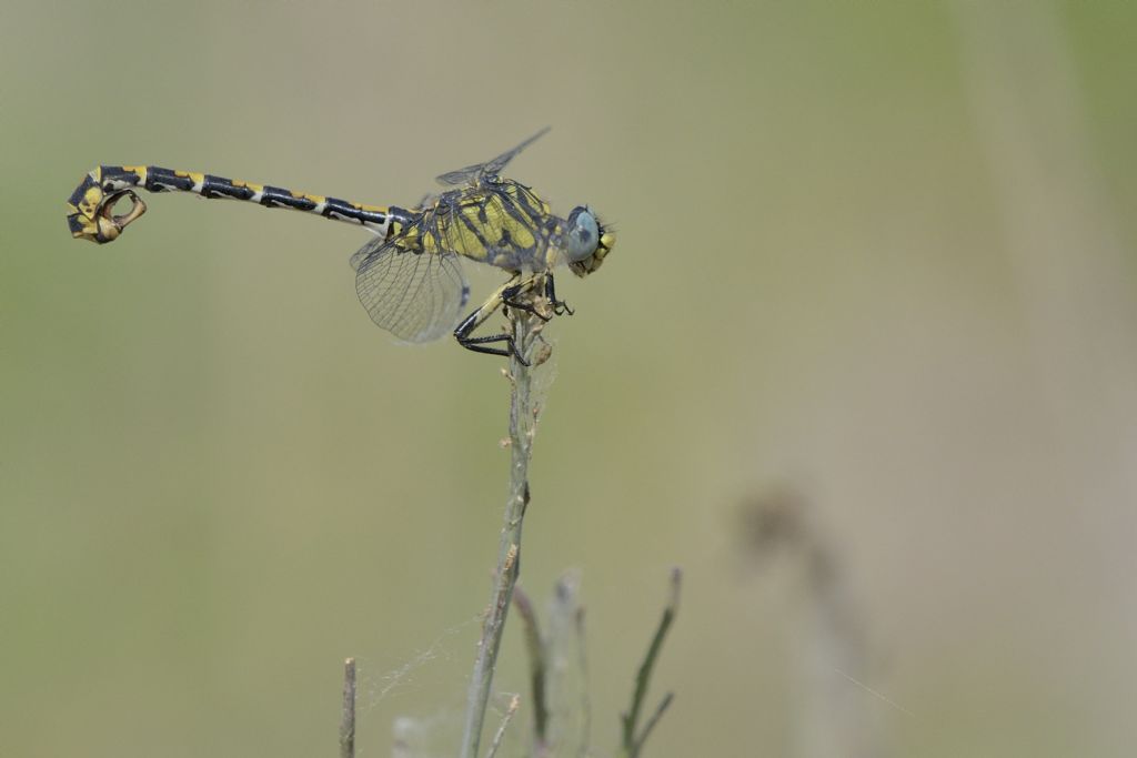 Onychogomphus forcipatus unguiculatus con preda