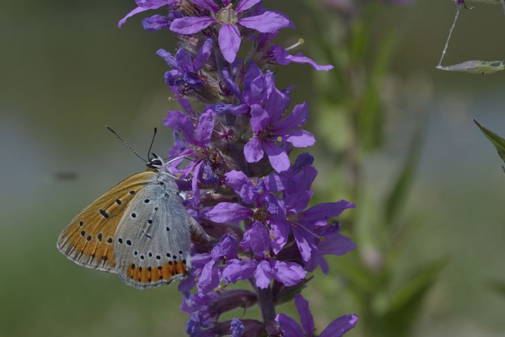 Lycaena phlaeas ?  No, Lycaena dispar