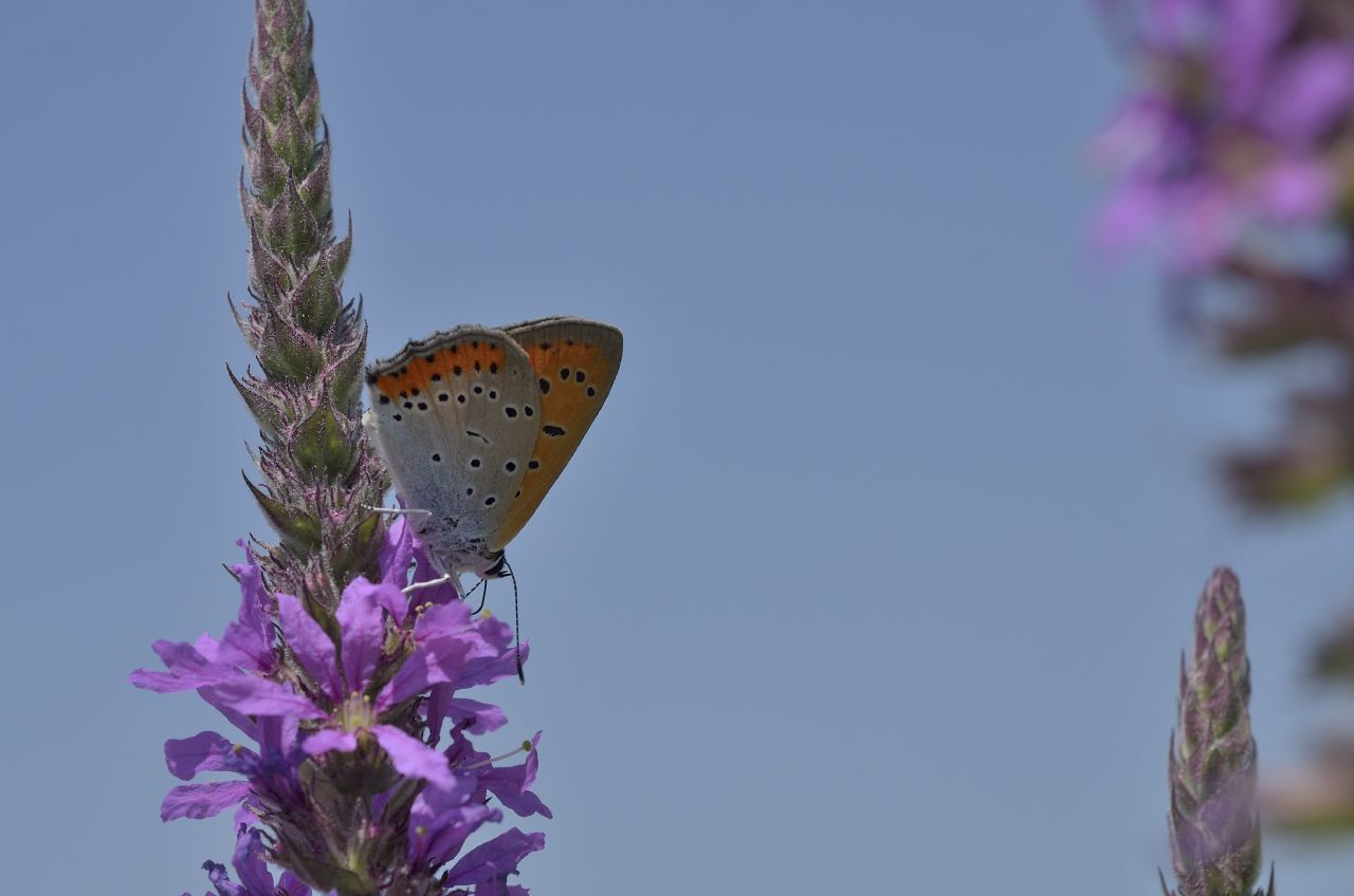 Lycaena phlaeas ?  No, Lycaena dispar