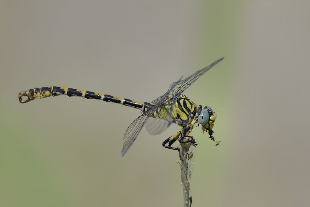 Onychogomphus forcipatus unguiculatus con preda