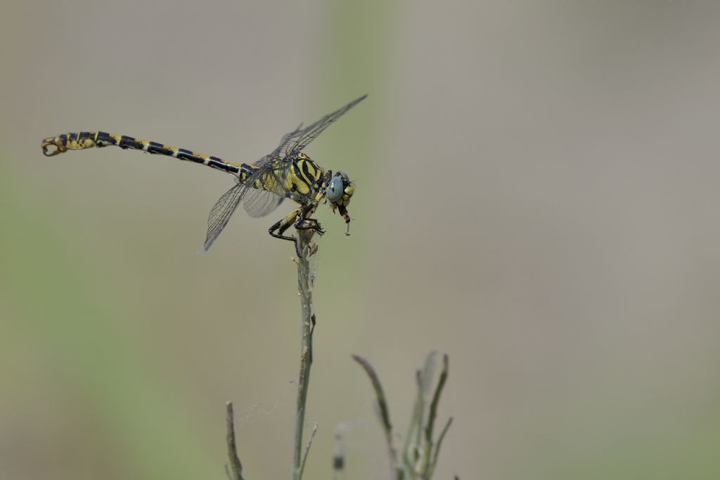 Onychogomphus forcipatus unguiculatus con preda