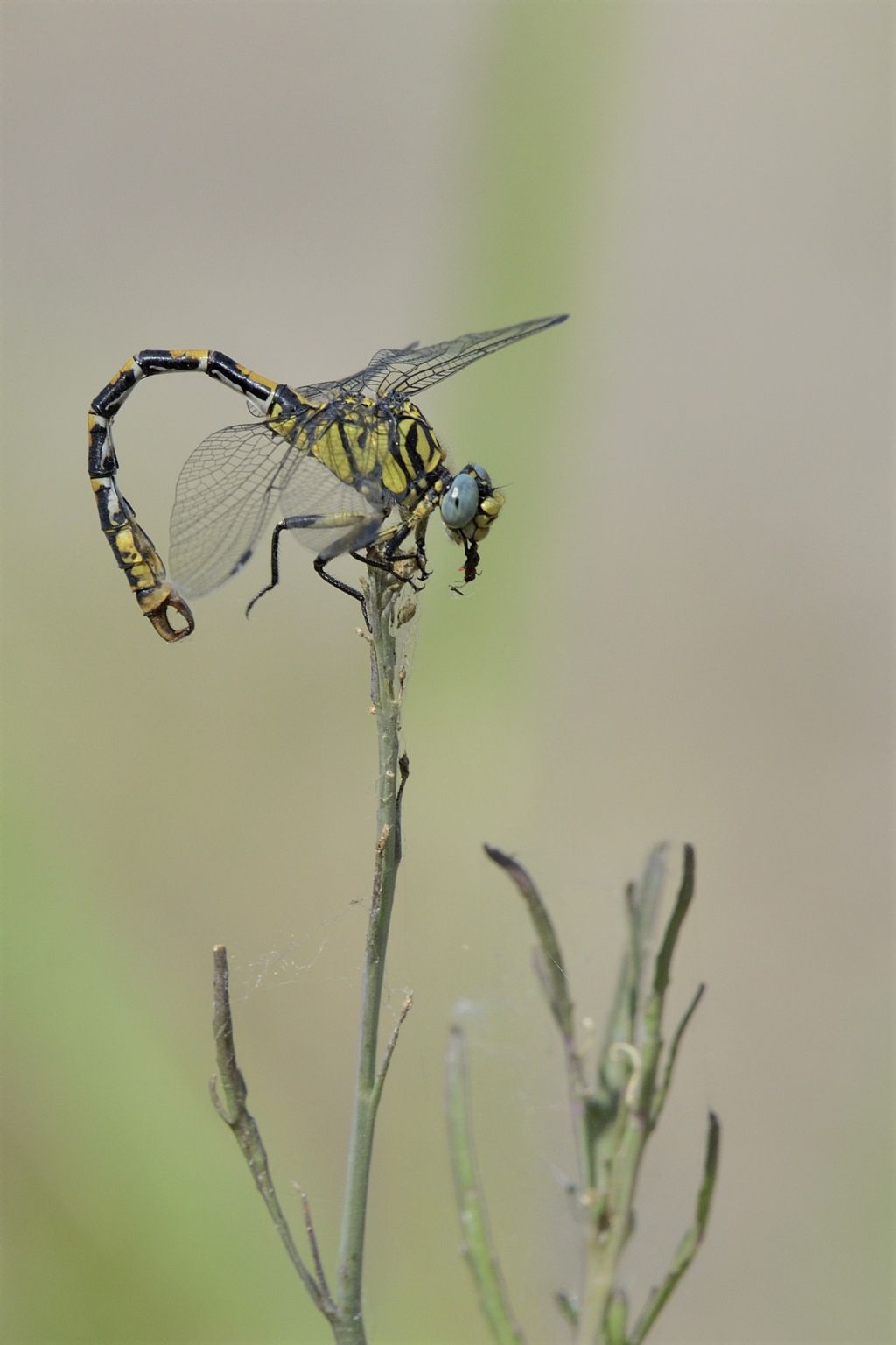 Onychogomphus forcipatus unguiculatus con preda