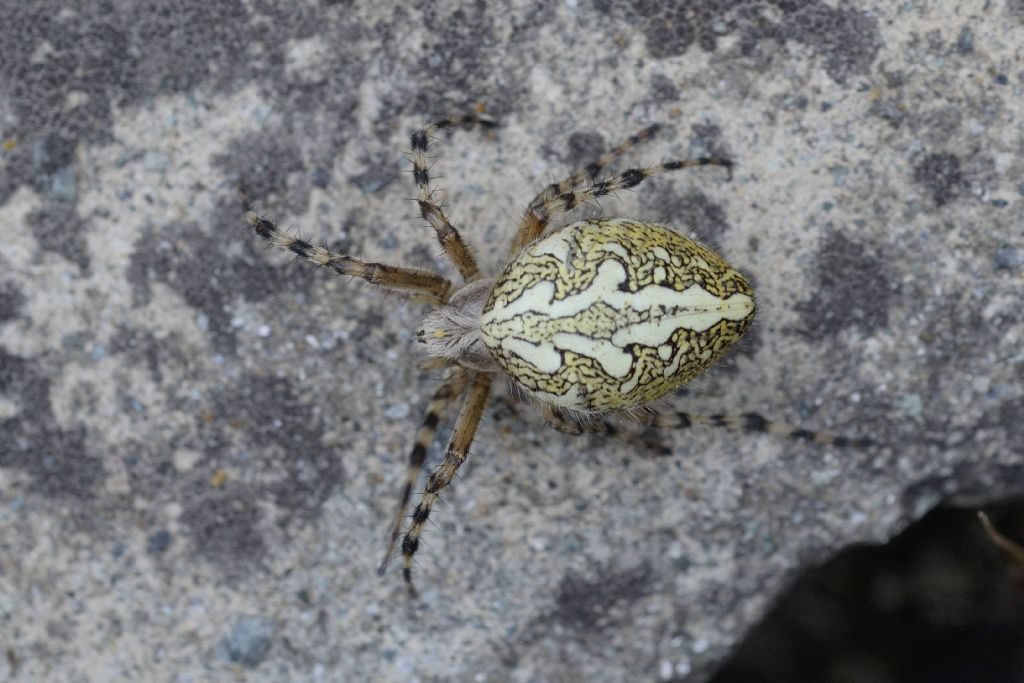 Aculepeira ceropegia (Araneidae)