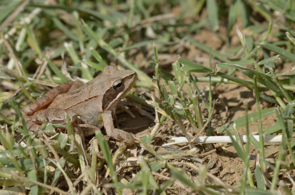 Rana da identificare, grazie - Rana dalmatina