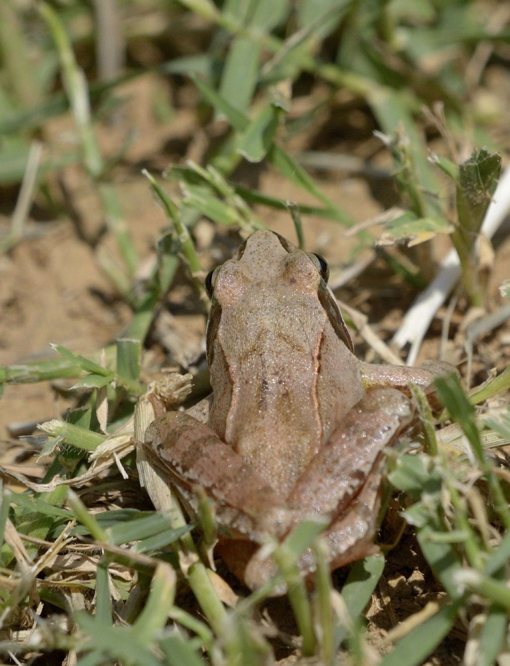 Rana da identificare, grazie - Rana dalmatina