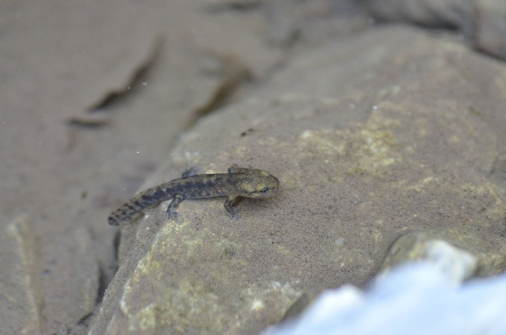 Tritone ? No, larva di Salamandra pezzata.