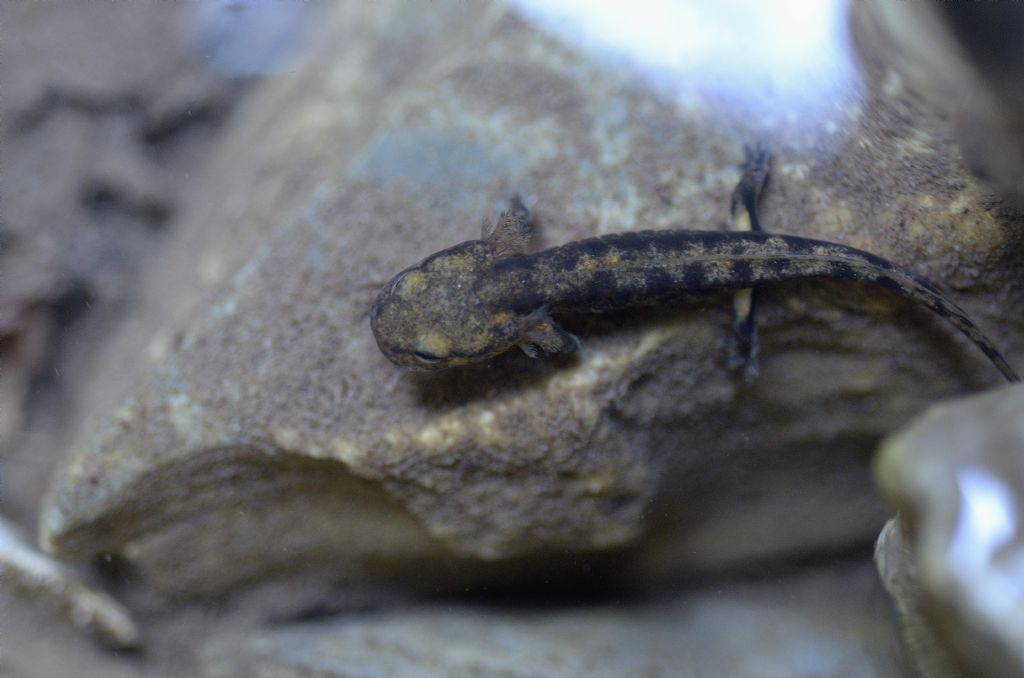 Tritone ? No, larva di Salamandra pezzata.