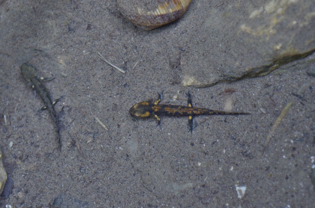 Tritone ? No, larva di Salamandra pezzata.