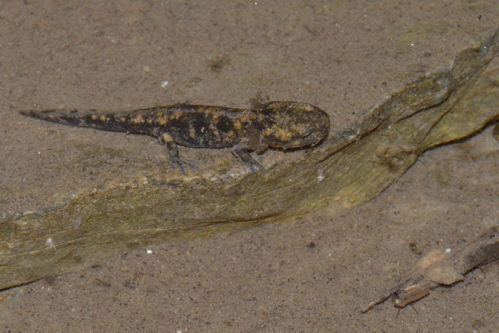 Tritone ? No, larva di Salamandra pezzata.