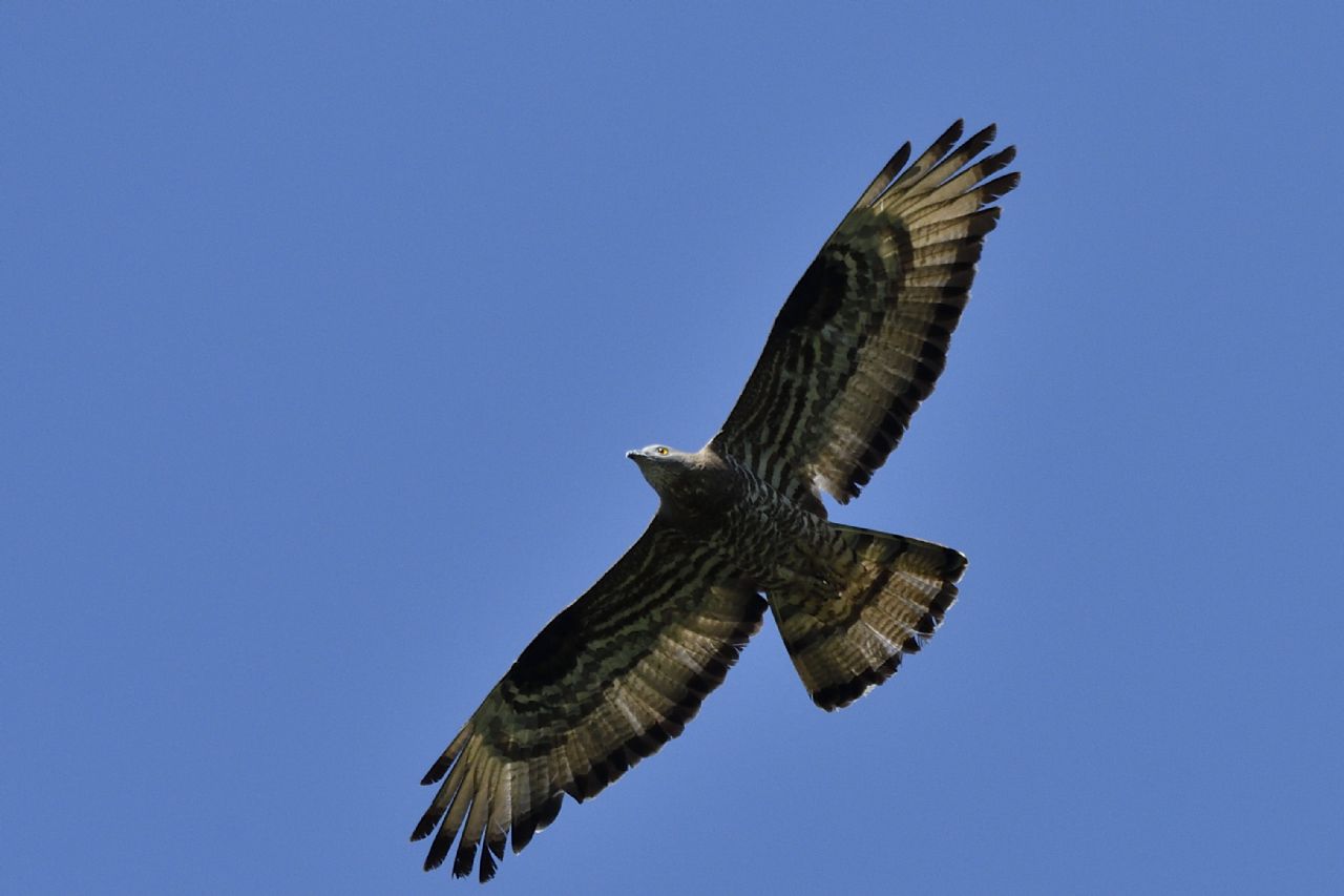 Falco pecchiaolo
