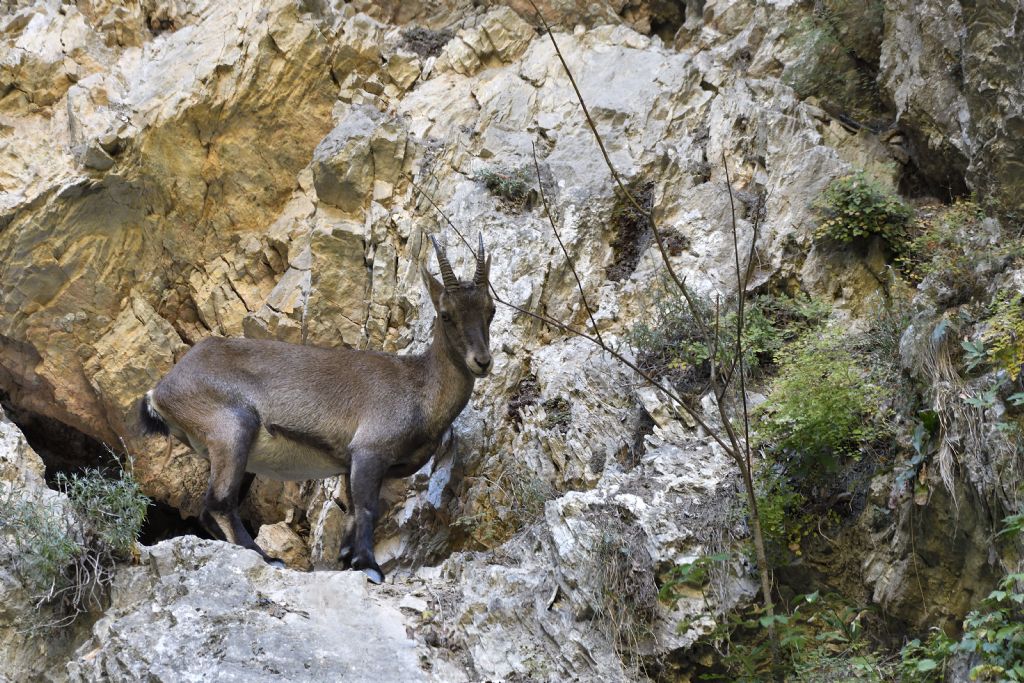 Stambecco delle Alpi (Capra ibex), femmine (e un giovane)