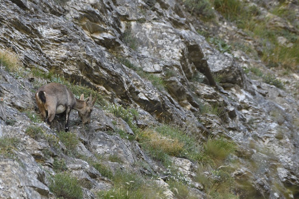 Stambecco delle Alpi (Capra ibex), femmine (e un giovane)