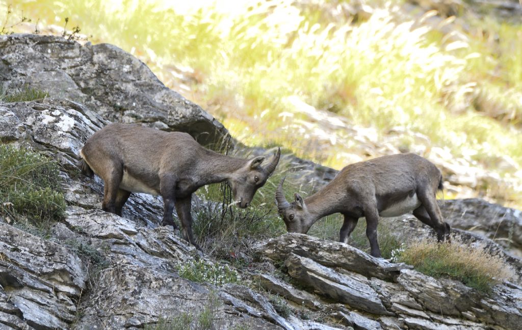 Stambecco delle Alpi (Capra ibex), femmine (e un giovane)