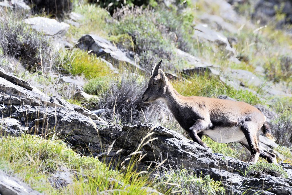 Stambecco delle Alpi (Capra ibex), femmine (e un giovane)