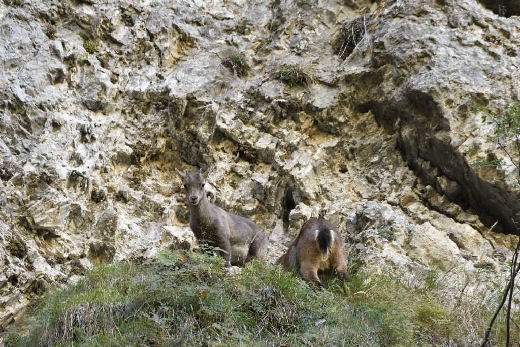 Stambecco delle Alpi (Capra ibex), femmine (e un giovane)
