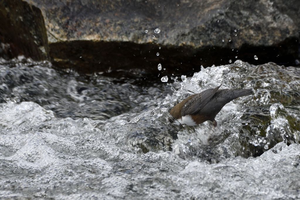 Merlo acquaiolo