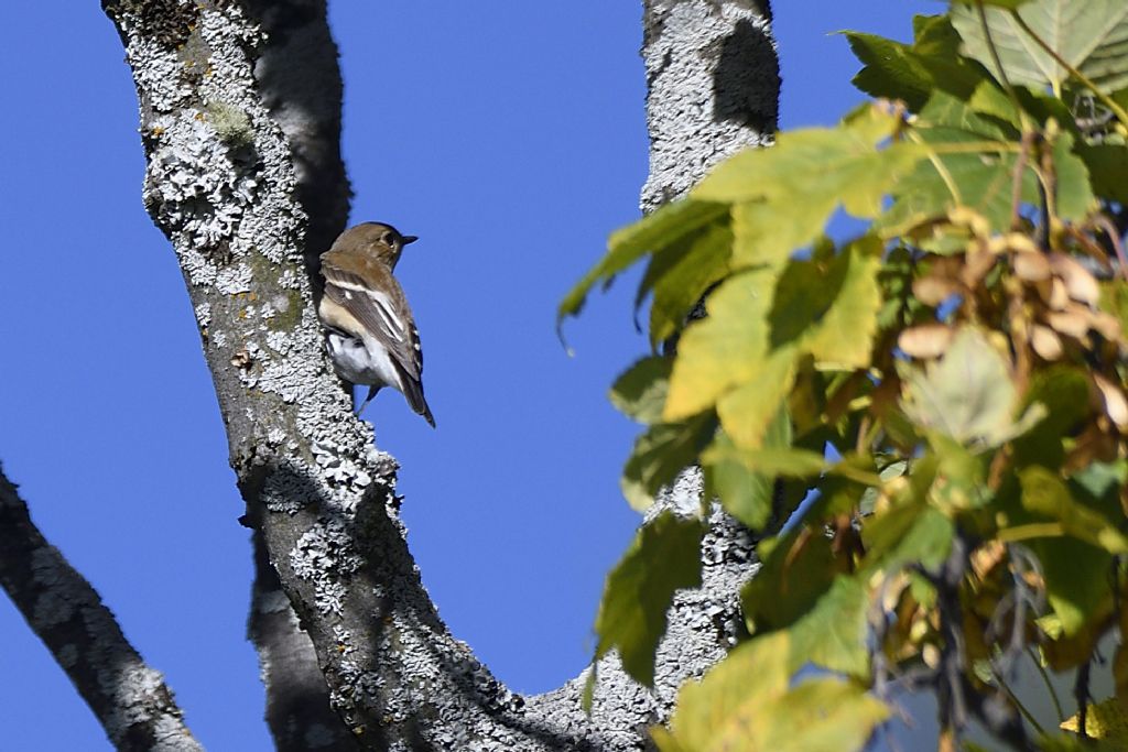 Balia nera (Ficedula hypoleuca)